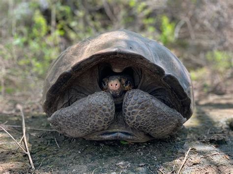 Giant Tortoise Species Found After Years Of Extinction