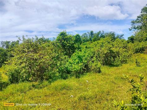 Seaview Farm Lot For Sale Sqm Tubigon Bohol M Negotiable