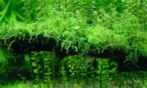 Яванский мох в аквариуме: содержание, описание, размножение - AQA.wiki