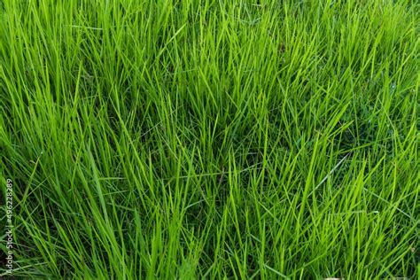 Green grass rice field Stock Photo | Adobe Stock