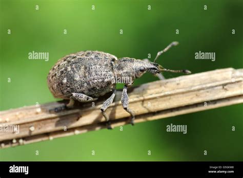 Pine Weevil Hylobius Abietis Stock Photo Alamy