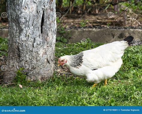 Free-range Chicken with White Feathers on a Farm Stock Image - Image of ...