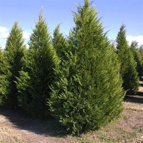 Leyland Cypress Tree For Sale Fast Growing Evergreen Trees