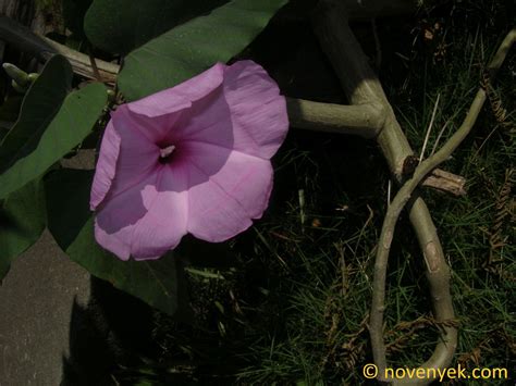 Image Collection Of Wild Vascular Plants Ipomoea Carnea