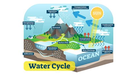 Macam Macam Daur Biogeokimia Beserta Proses Dan Gambar