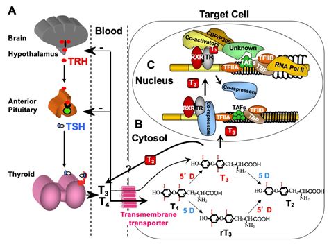 Tdm Etx Thyroid Ch28 Fig1 Endotext