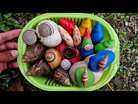 Hunting Snails Mencari Bekicot Luwing Kelomang Dan Menemukan Hewan