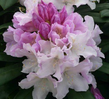 Rhododendron Yak Hoppy 3 Litre Stewarts Garden Centre