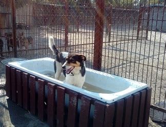 Псковский «Шанс» ищет оцинкованные ванны для бездомных собак