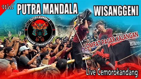 KALAPAN BANTENG PUTRA MANDALA WISANGGENI Live Cemoro Kandang YouTube