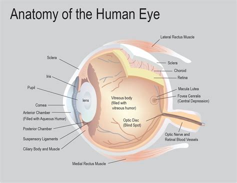 Anatomy of the Human Eye on Behance