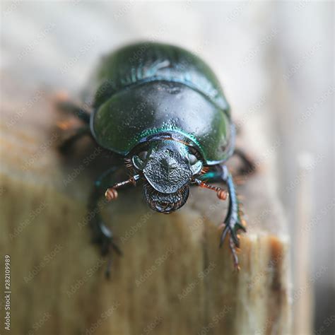 Anoplotrupes Stercorosus Known As Dor Beetle A Species Of Earth