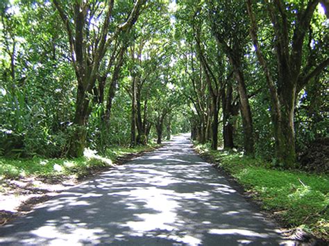 A Canopy Of Trees Go Visit Hawaii