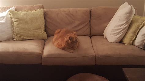 can cats eat pumpkin 10