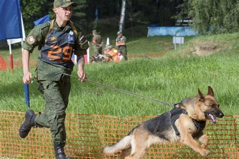 在俄羅斯舉行的「忠誠的朋友」比賽上的軍人與軍犬 每日頭條