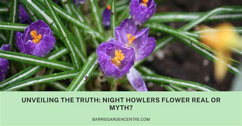 Unveiling the Truth: Night Howlers Flower Real or Myth?