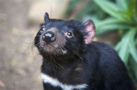 Study Finds Ongoing Evolution In Tasmanian Devils Response To