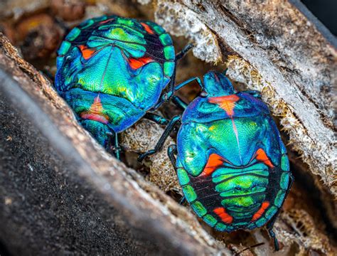 53 of the Most Colorful Insects in the World | Color Meanings