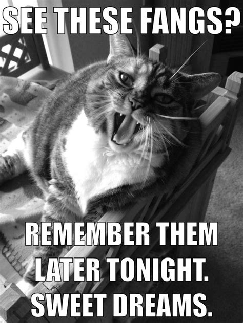 pin  bridget mcfarland  funny cat memes   cat memes funny