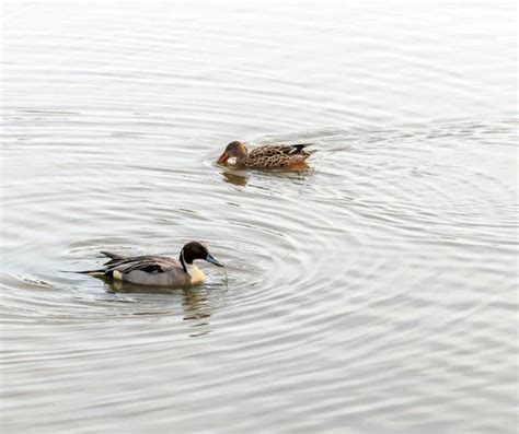 Ducks In Minnesota Birdwatching Central