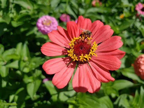 Flores Y Plantas Que Atraen Abejas