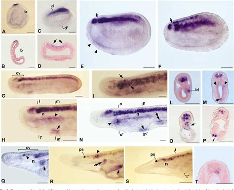 Figure 2 From Cloning And Developmental Expression Of Amphibrn124 A Pou Iii Gene In Amphioxus