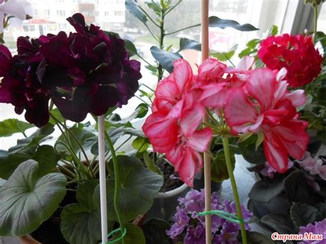 Ампельные пеларгонии - Комнатные растения. - Страна Мам