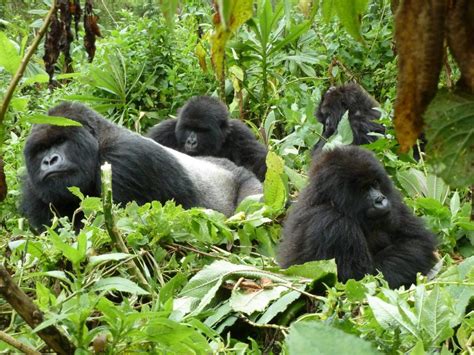 Uganda Gorilla Trekking Golden Monkey Tracking Tour Days