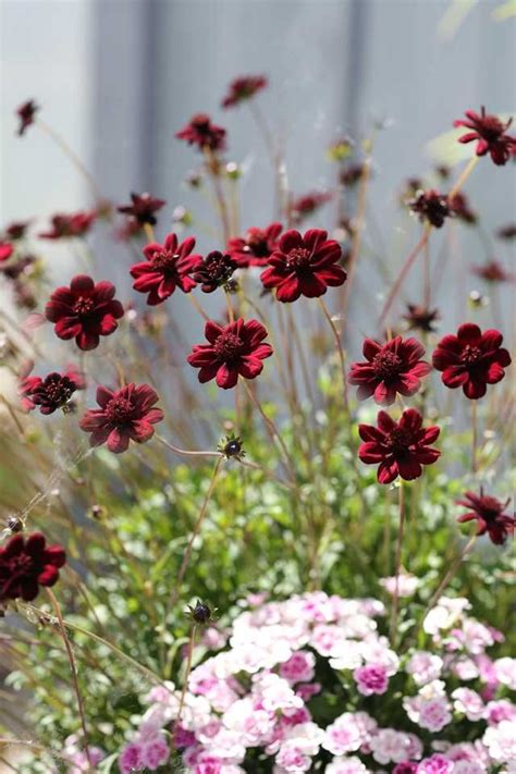 Rets Sommarblomma Chokladsk Ra Cosmos Sanguineus Chocamocha