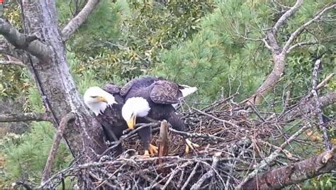 Bald Eagle Cam