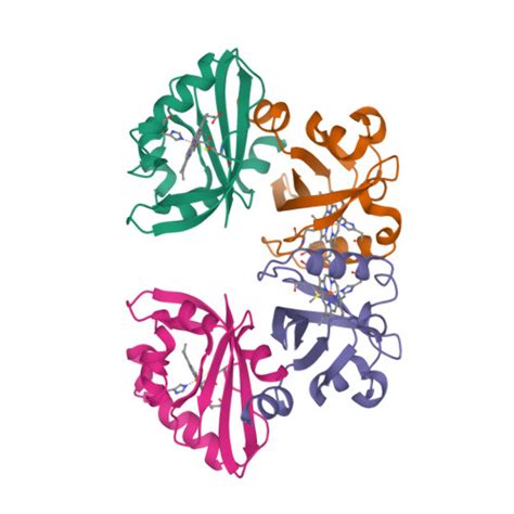 RCSB PDB 1V9Z Crystal Structure Of The Heme PAS Sensor Domain Of Ec