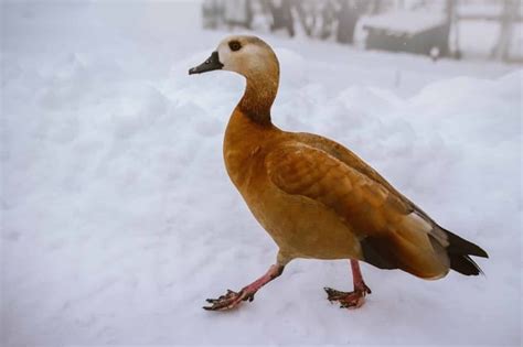 6 Brown Duck Breeds With Pictures R Kraftysprouts