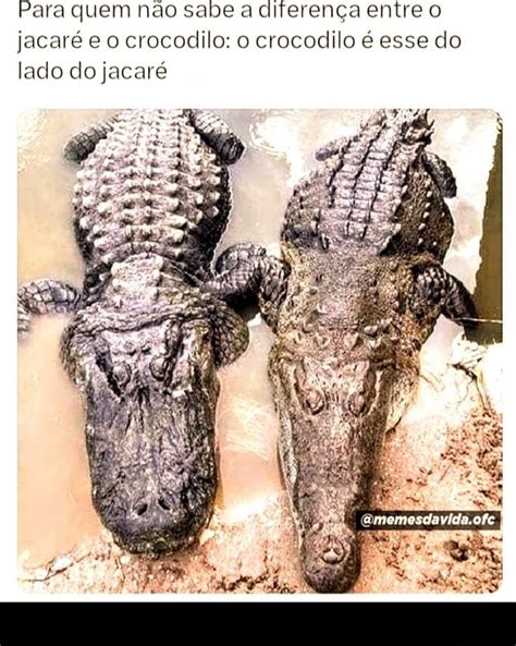 Para quem não sabe a diferença entre o jacaré e o crocodilo o