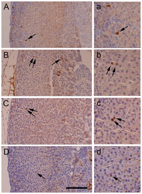 A D Brdu Immunostaining Of Adrenal Sections From Female F1 Mice A 4 Download Scientific