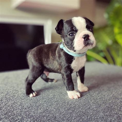 Baby Boston Terrier Puppies For Sale Pets Lovers