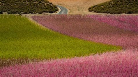 El gran secreto de la floración de Cieza el trabajo laborioso de las