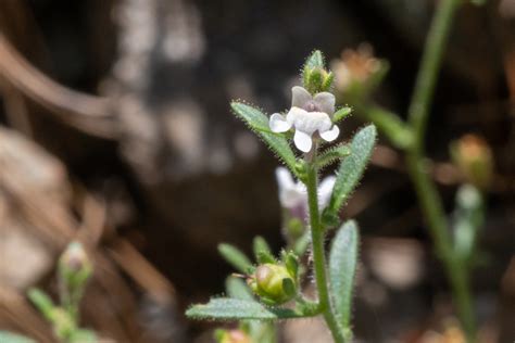 Maryland Biodiversity Project Dwarf Snapdragon Chaenorhinum Minus Minus