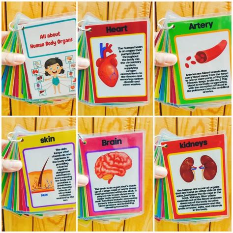 Internal Organ Human Body Educational Laminated Flashcards With Description Function Human Body