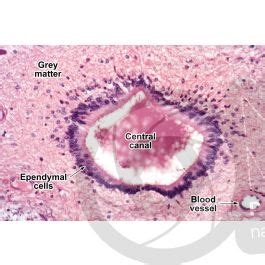 Ependymal Cells Histology