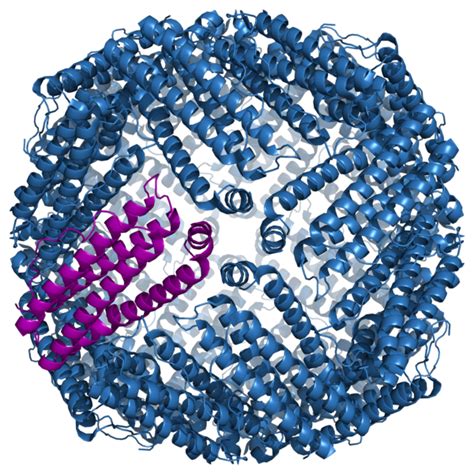 ferritin wikidoc