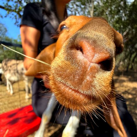 Our adorable 4-legged pals!... - Owl Creek Farm San Antonio | Facebook