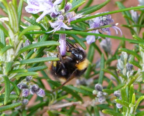 Urban Wildlife Jottings Great Tits And Bees