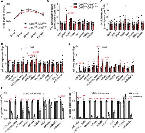 Frontiers CD73 Dependent Generation Of Extracellular Adenosine By