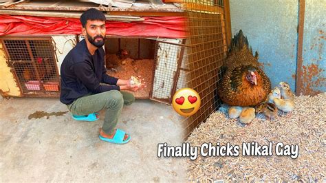 Finally Aseel Murgi Kay Chicks Nikal Gay The Pets Men Youtube