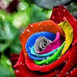 VibeX Colourful Rainbow Rose Seed Price In India Buy VibeX Colourful