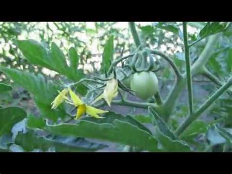 Бюджетная поливалка - YouTube