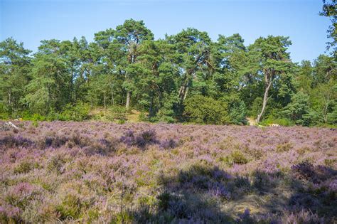 De Mooiste Wandelroutes Op De Utrechtse Heuvelrug