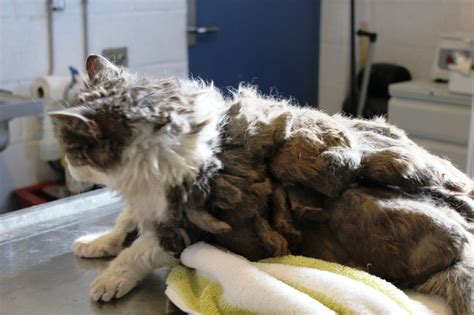 What Causes Matted Cat Fur A Guide To Preventing And Removing Matted Cat Hair