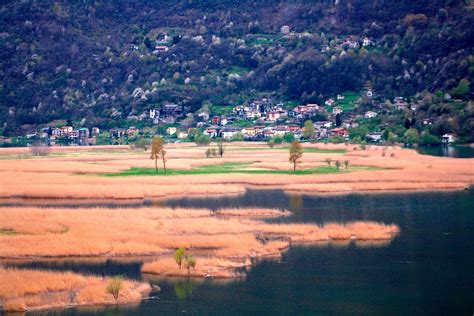 La Riserva Naturale Pian Di Spagna Lago Di Mezzola