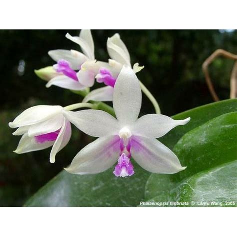 Jual Anggrek Phalaenopsis Fimbriata Shopee Indonesia